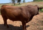 FULLBLOOD 2 YR OLD BULL , VERY SLICK, HOLIDAY BLOODLINES. Tag#2401 Reg#54796