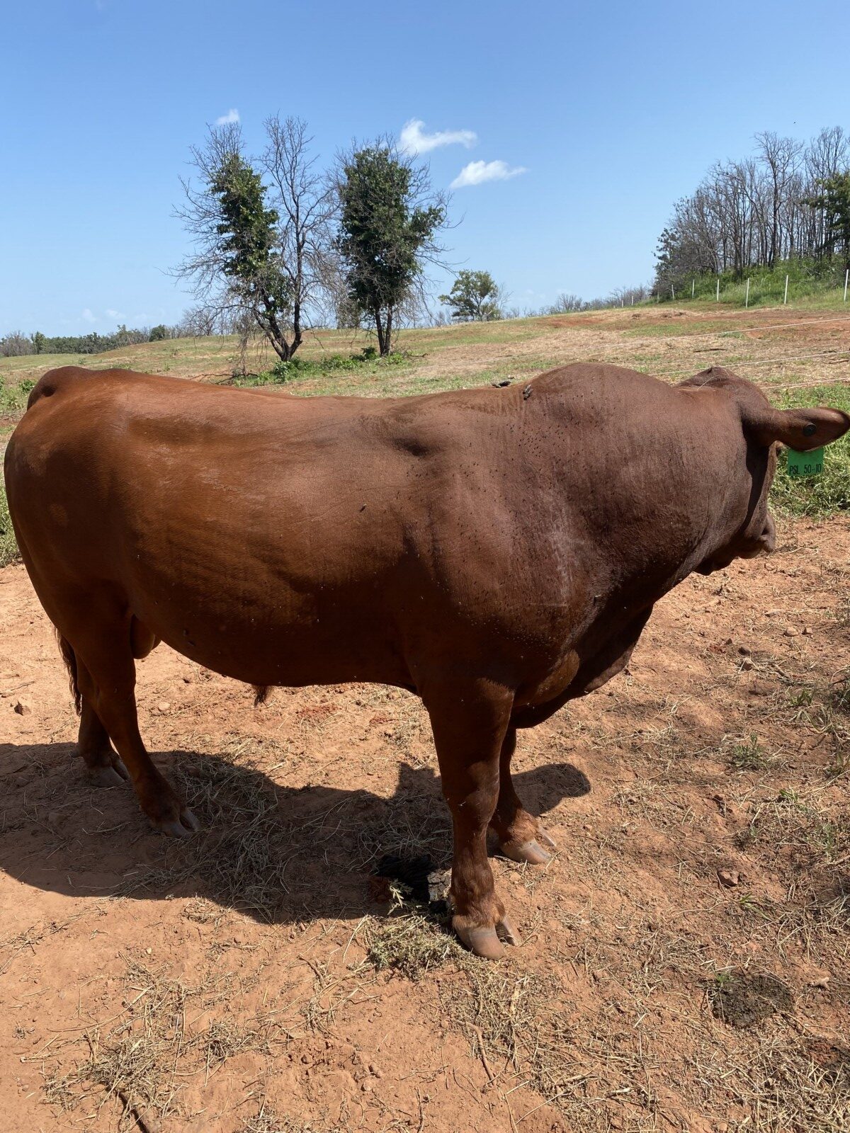 FULLBLOOD 2 YR OLD BULL , VERY SLICK, HOLIDAY BLOODLINES. Tag#2401 Reg#54796