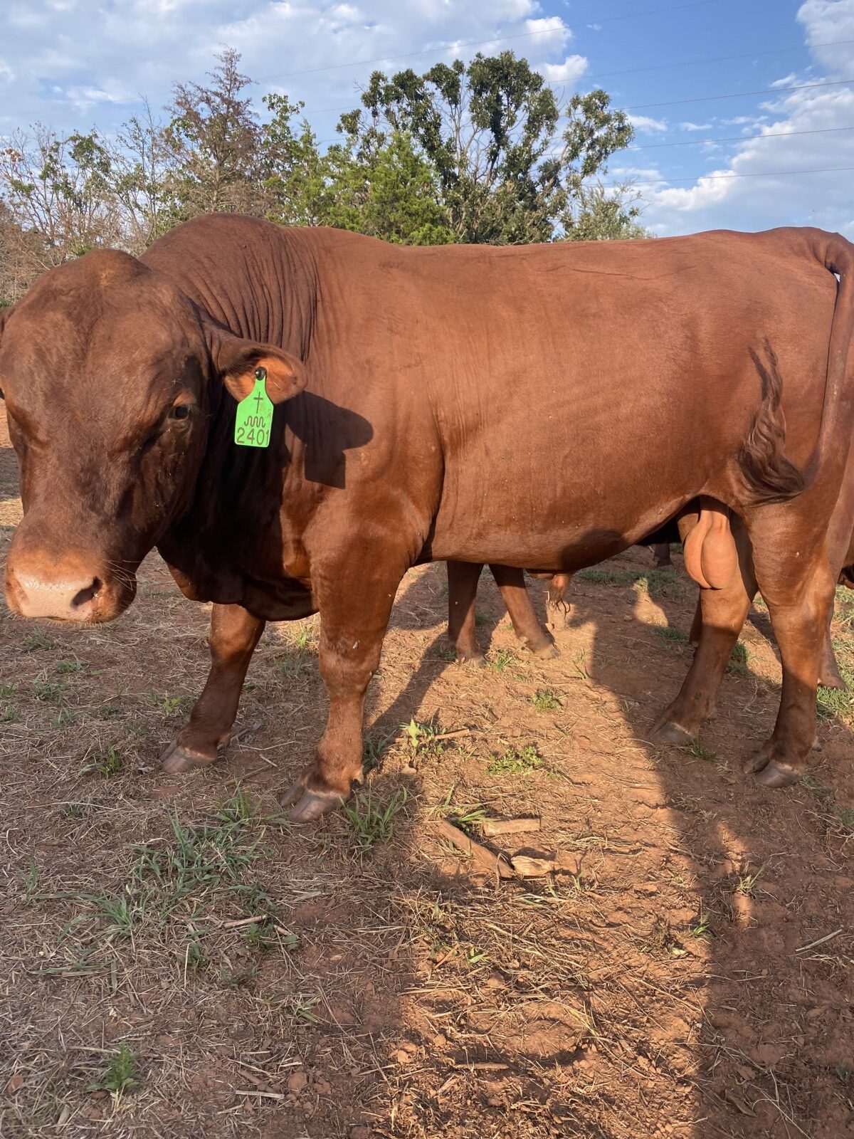 FULLBLOOD 2 YR OLD BULL , VERY SLICK, HOLIDAY BLOODLINES. Tag#2401 Reg#54796