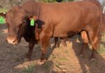 FULLBLOOD 2 YR OLD BULL , VERY SLICK, HOLIDAY BLOODLINES. Tag#2401 Reg#54796