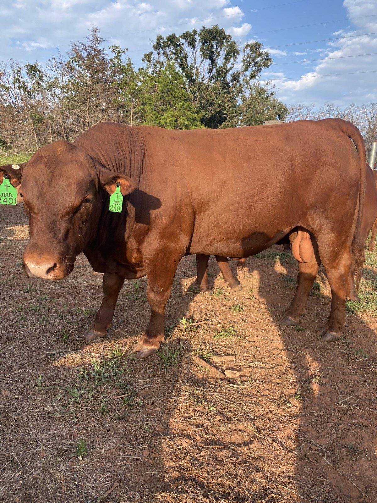FULLBLOOD 2 YR OLD BULL , VERY SLICK, HOLIDAY BLOODLINES. Tag#2401 Reg#54796