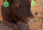 FULLBLOOD 2 YR OLD BULL , VERY SLICK, HOLIDAY BLOODLINES. Tag#2401 Reg#54796