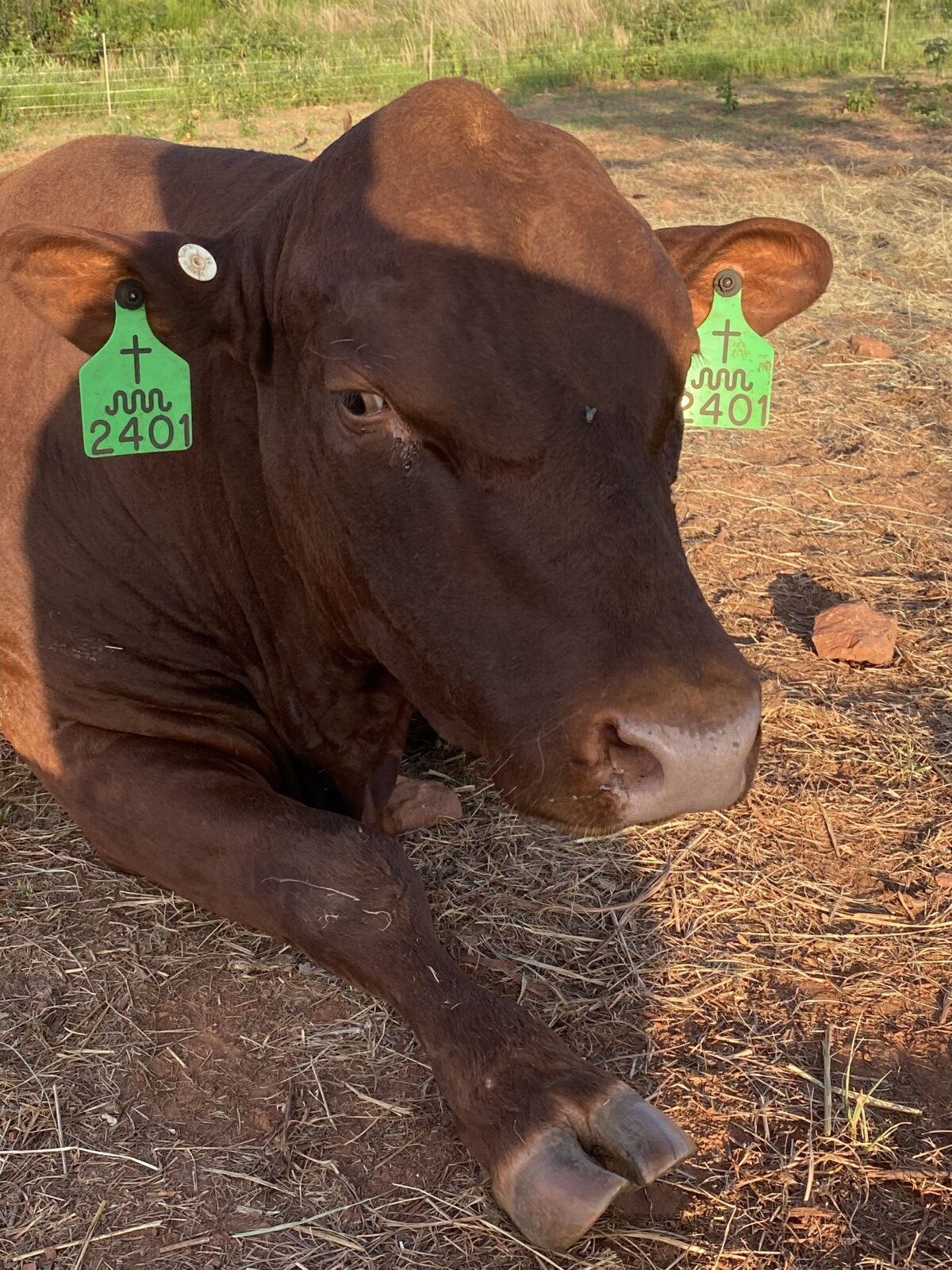 FULLBLOOD 2 YR OLD BULL , VERY SLICK, HOLIDAY BLOODLINES. Tag#2401 Reg#54796