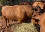 FULLBLOOD HERD SIRE 4 YR OLD Tag # T154. Reg # 48051