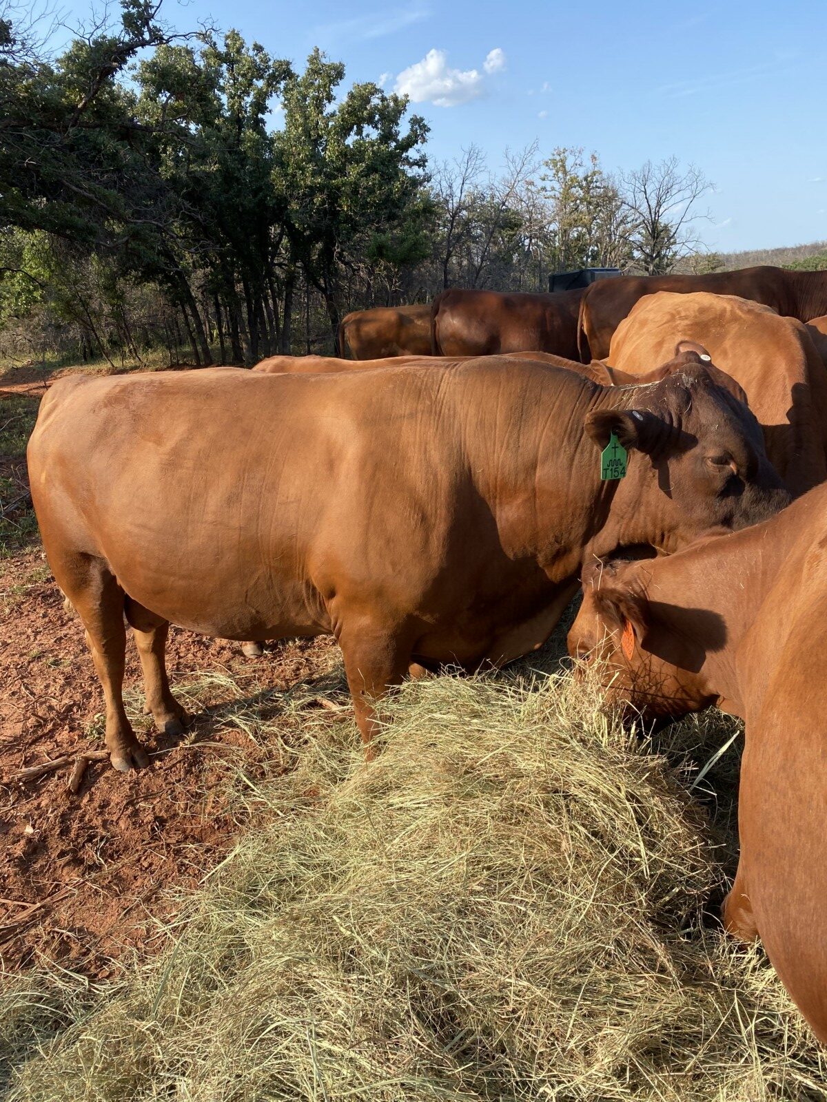 FULLBLOOD HERD SIRE 4 YR OLD Tag # T154. Reg # 48051