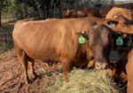 FULLBLOOD HERD SIRE 4 YR OLD Tag # T154. Reg # 48051