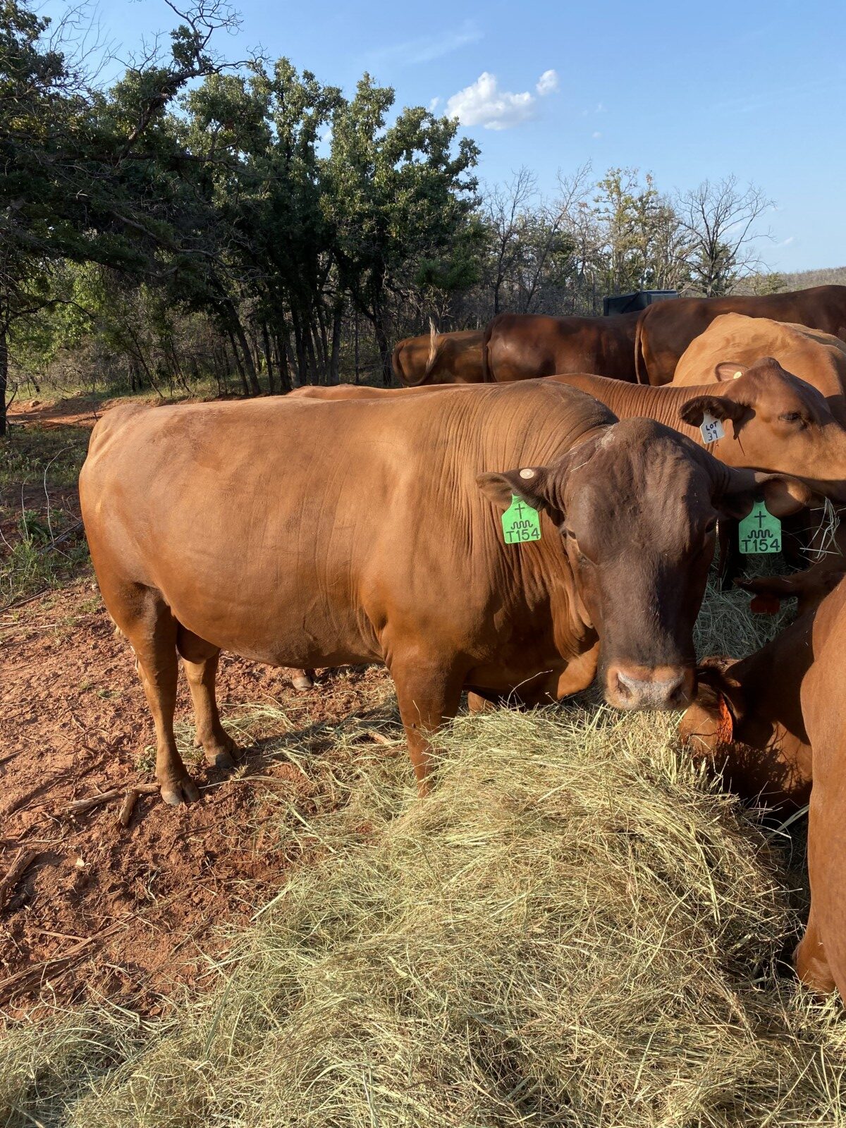 FULLBLOOD HERD SIRE 4 YR OLD Tag # T154. Reg # 48051