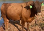 FULLBLOOD HERD SIRE 4 YR OLD Tag # T154. Reg # 48051