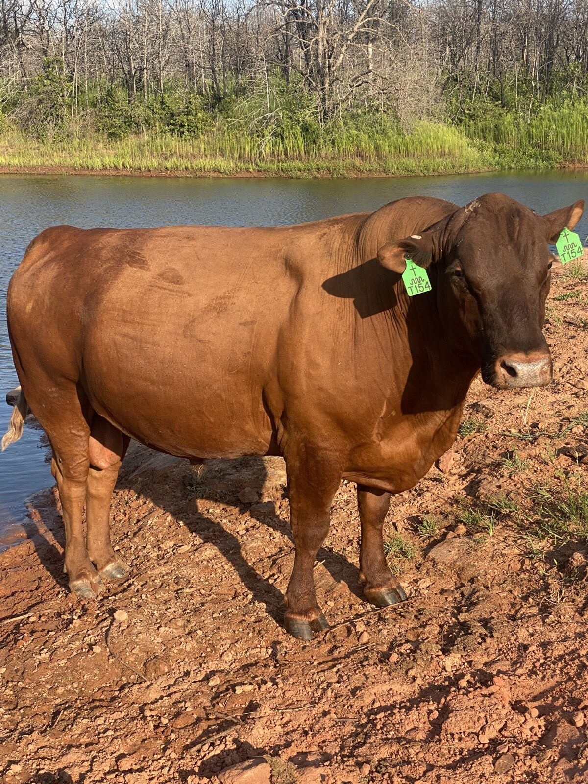 FULLBLOOD HERD SIRE 4 YR OLD Tag # T154. Reg # 48051