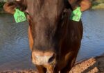 FULLBLOOD HERD SIRE 4 YR OLD Tag # T154. Reg # 48051