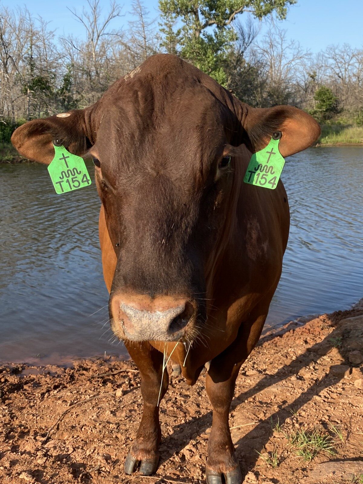 FULLBLOOD HERD SIRE 4 YR OLD Tag # T154. Reg # 48051