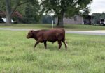 8 Steers – 14-16 Months Old