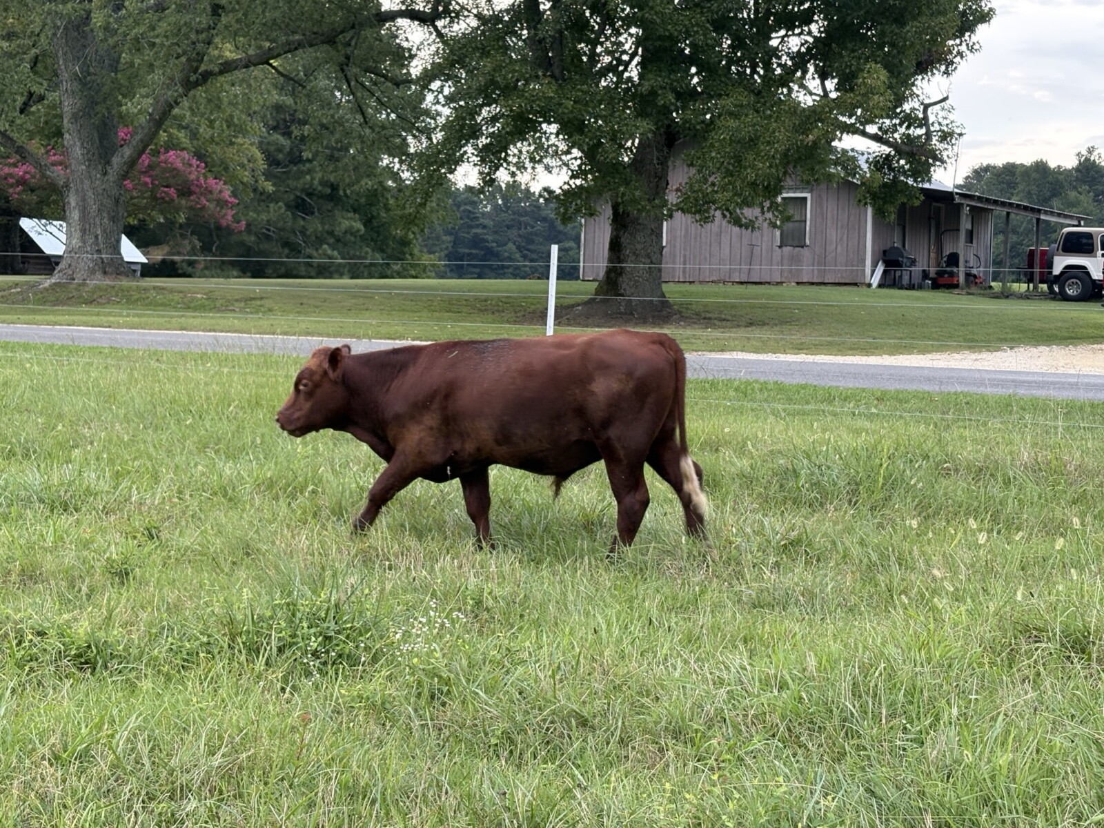 8 Steers – 14-16 Months Old