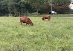 8 Steers – 14-16 Months Old