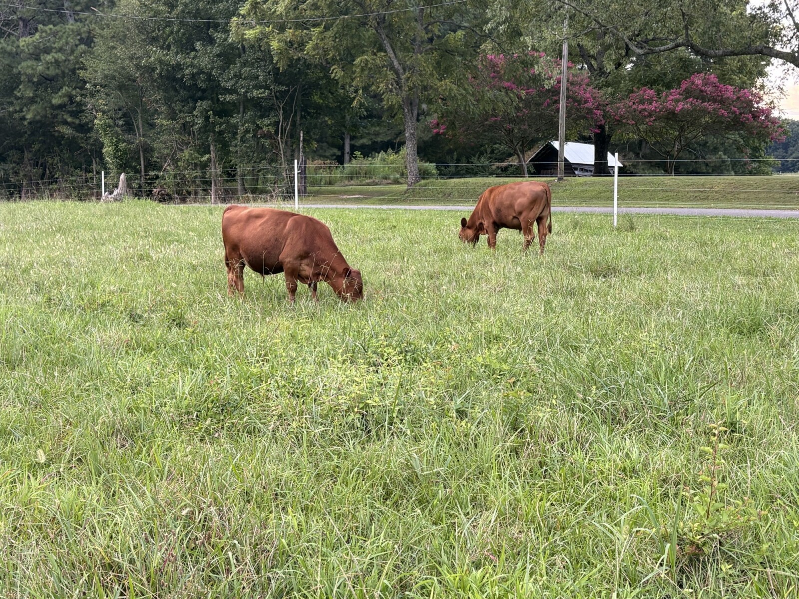 8 Steers – 14-16 Months Old