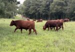 8 Steers – 14-16 Months Old