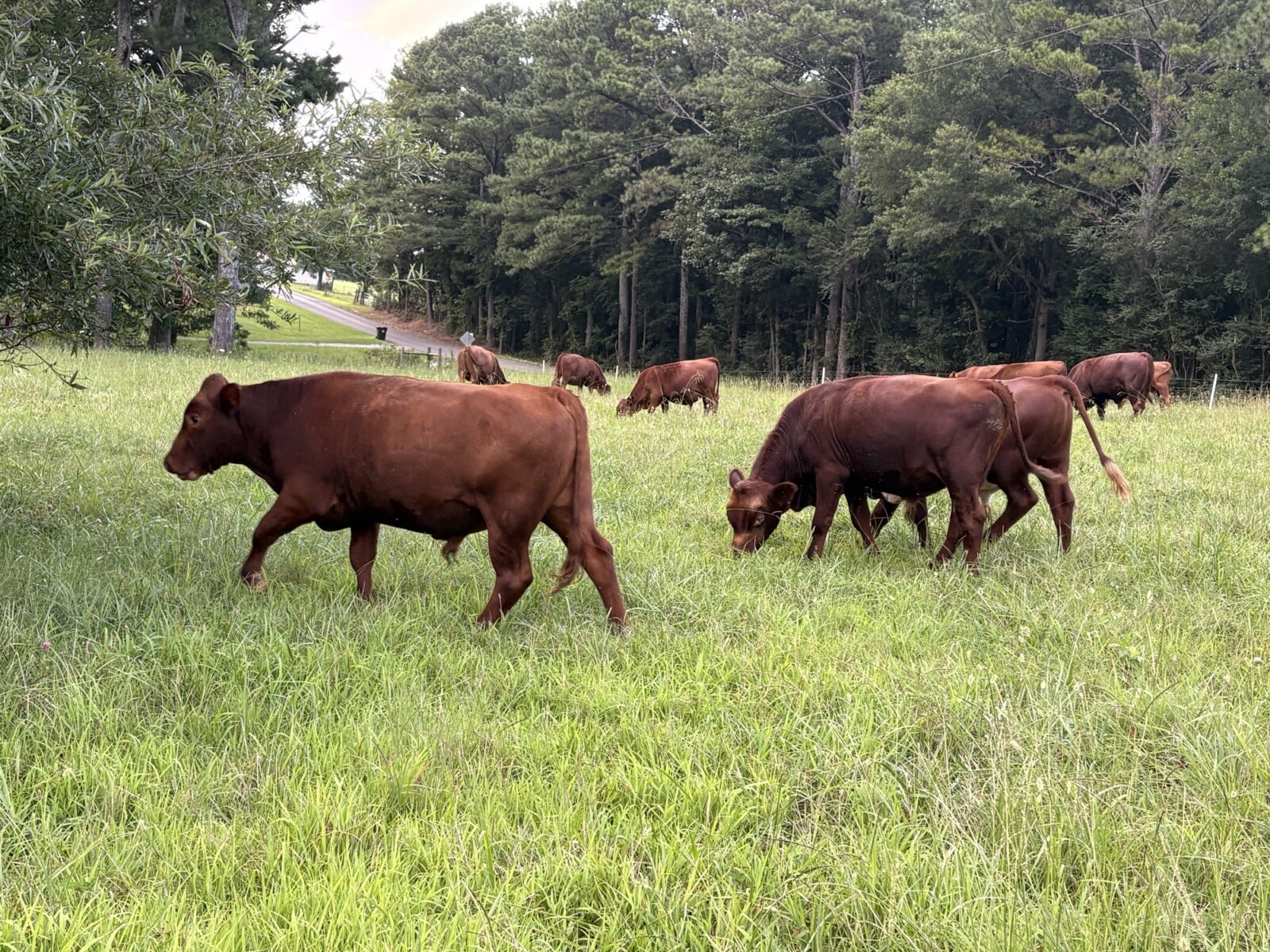 8 Steers – 14-16 Months Old