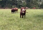 8 Steers – 14-16 Months Old