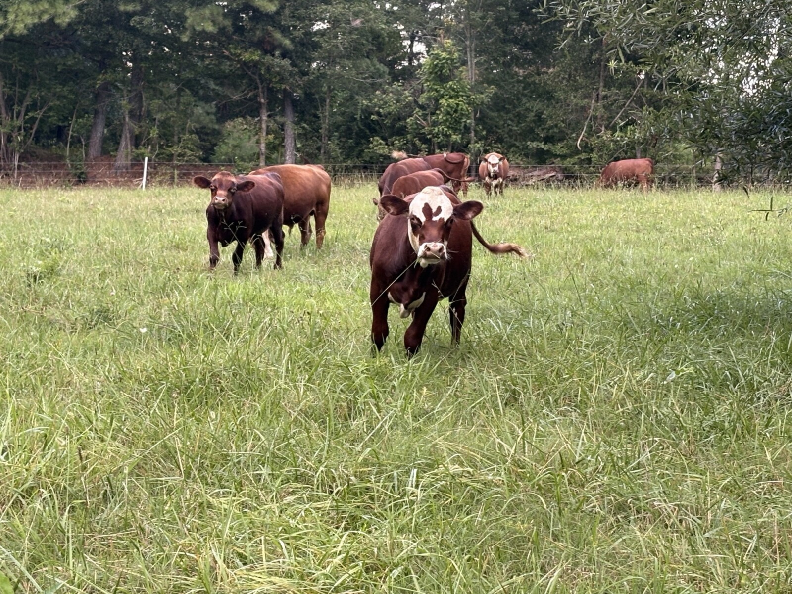 8 Steers – 14-16 Months Old