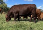 Fall bred cows