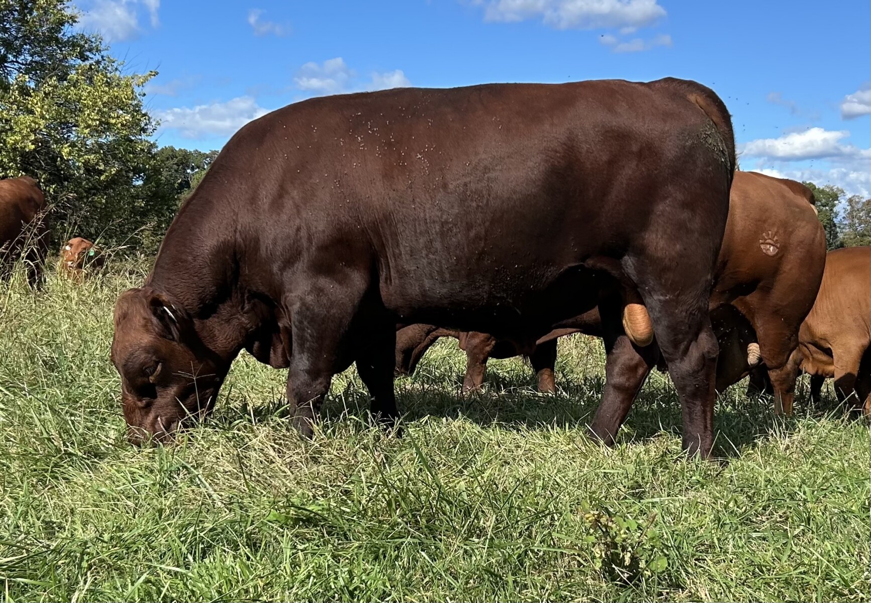 Fall bred cows
