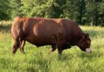 Purebred 5 Yr Old Pair 3 in 1