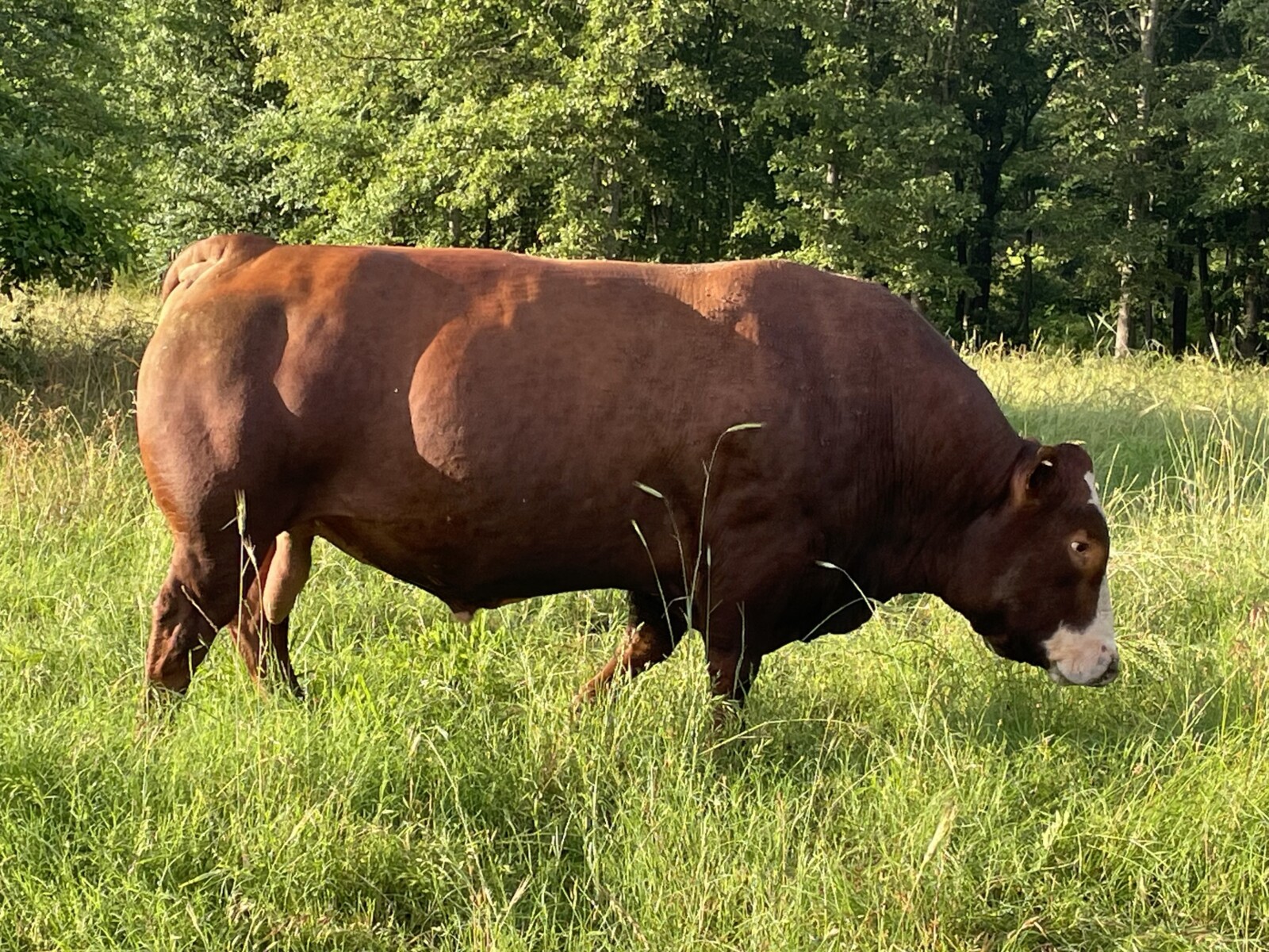 Purebred 5 Yr Old Pair 3 in 1