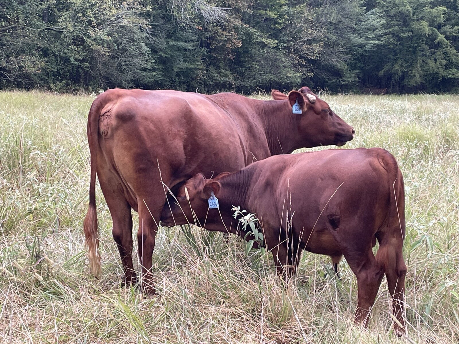 Purebred 5 Yr Old Pair 3 in 1