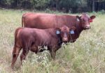Purebred 5 Yr Old Pair 3 in 1