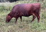 Purebred 5 Yr Old Pair 3 in 1