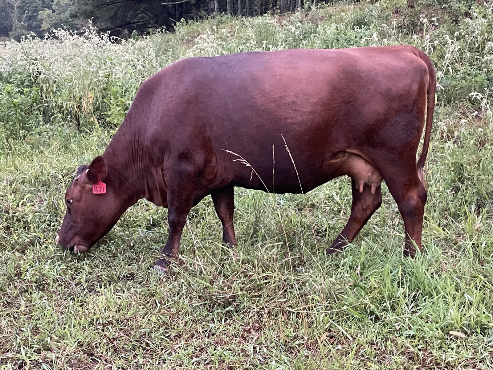 Purebred 5 Yr Old Pair 3 in 1