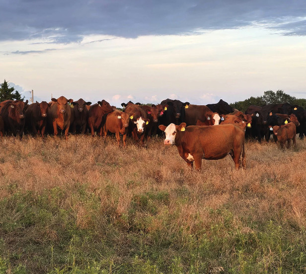 Bred Heifers