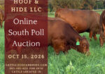 Registered South Poll Semi-Annual Online Auction – Thursday Oct 15th – Hoof & Hide LLC – Texas