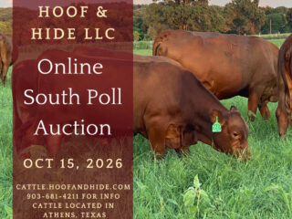 1-Oct-Cattle-Auction-2026-Main-Picture