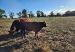 Full Blood and Pure Bred 18 month old bulls for Sale