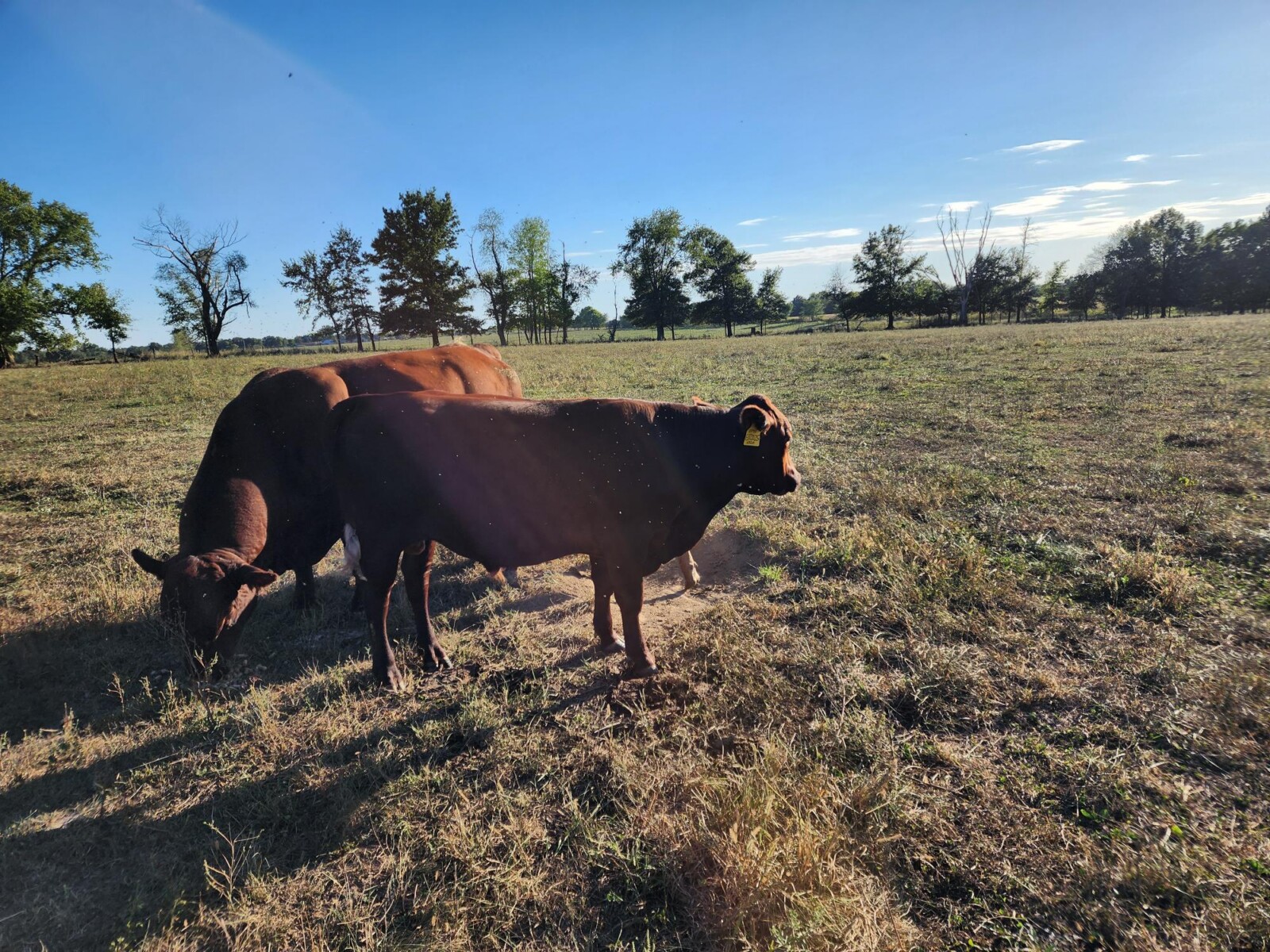 Full Blood and Pure Bred 18 month old bulls for Sale