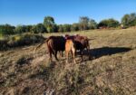 Full Blood and Pure Bred 18 month old bulls for Sale