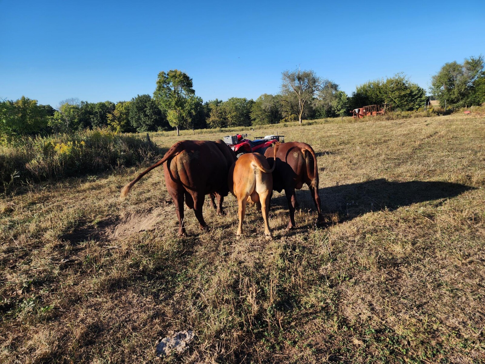 Full Blood and Pure Bred 18 month old bulls for Sale