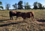Full Blood and Pure Bred 18 month old bulls for Sale