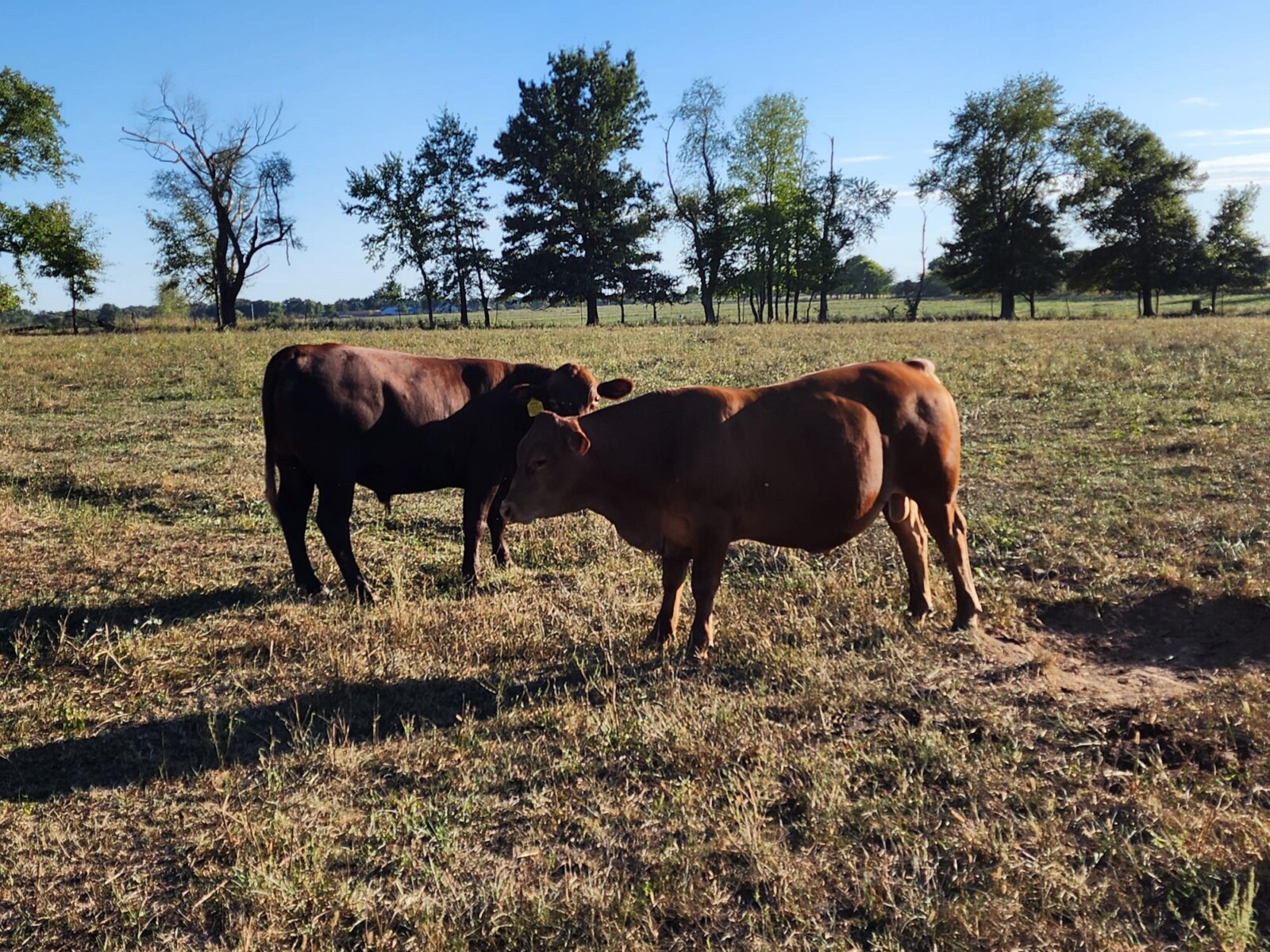 Full Blood and Pure Bred 18 month old bulls for Sale