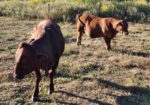 Full Blood and Pure Bred 18 month old bulls for Sale