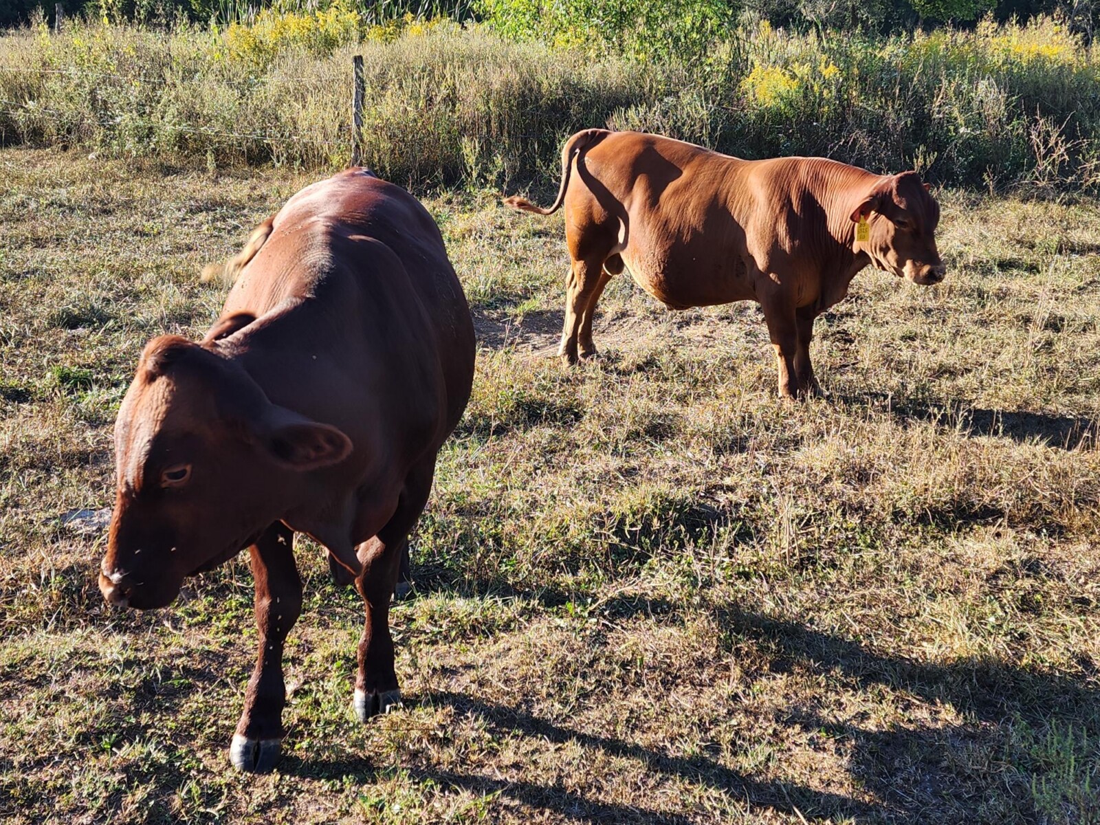 Full Blood and Pure Bred 18 month old bulls for Sale
