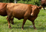 UPDATE: SOLD Yup, she’s preggers! 3-in-1 Registered 50% South Poll cow with registered 75% bull calf