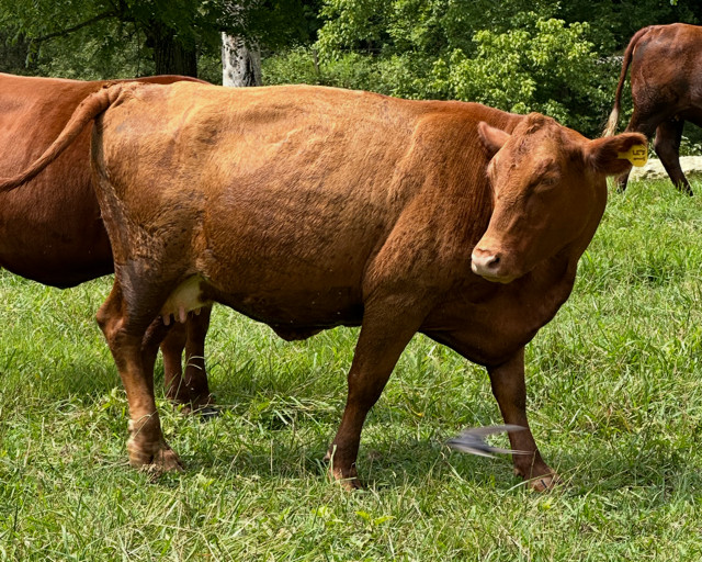 UPDATE: SOLD Yup, she’s preggers! 3-in-1 Registered 50% South Poll cow with registered 75% bull calf