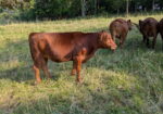 2 South Poll Open Yearling Heifers For Sale