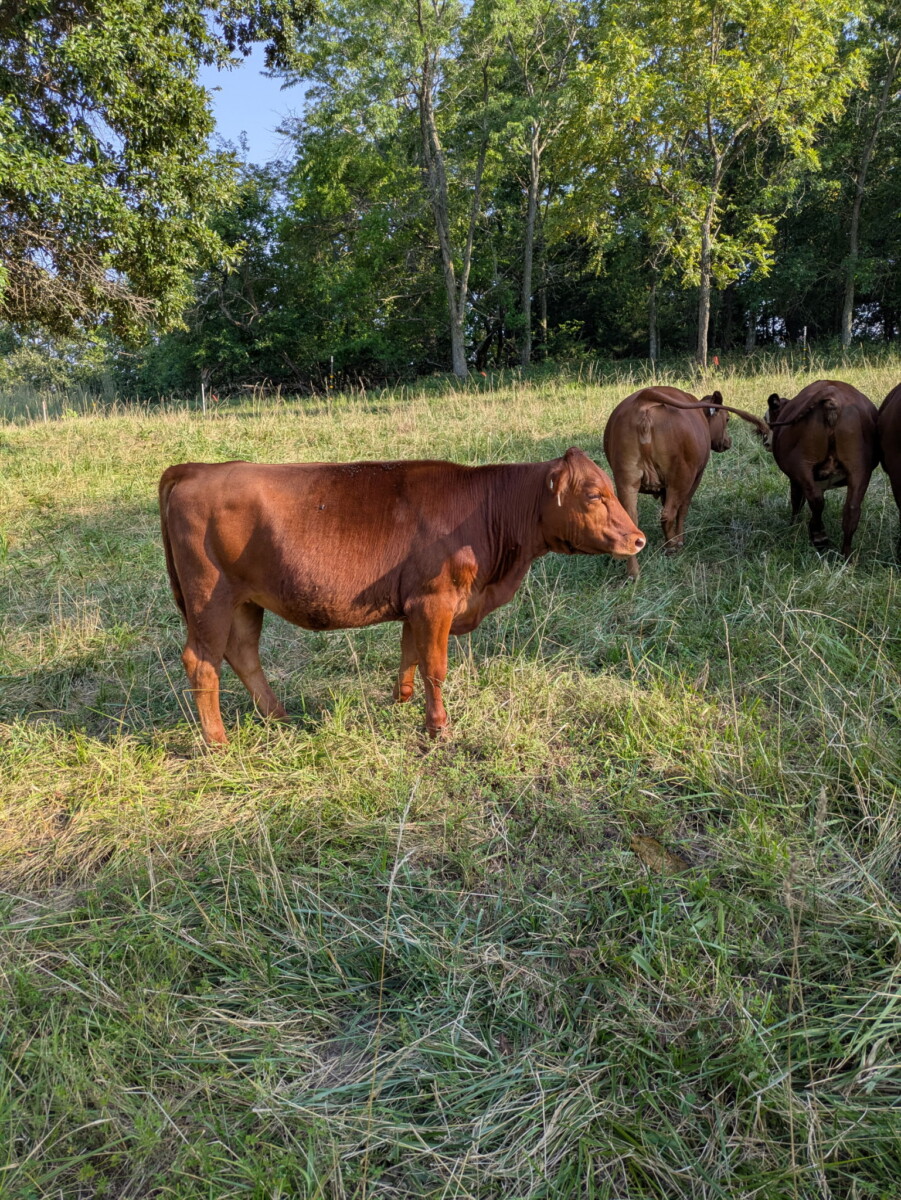 2 South Poll Open Yearling Heifers For Sale