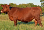 Registered South Poll Semi-Annual Online Auction – Thursday Oct 15th – Hoof & Hide LLC – Texas