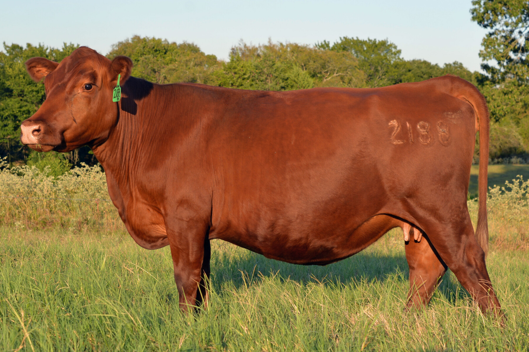 Registered South Poll Semi-Annual Online Auction – Thursday Oct 15th – Hoof & Hide LLC – Texas
