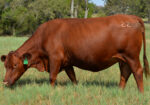 Registered South Poll Semi-Annual Online Auction – Thursday Oct 15th – Hoof & Hide LLC – Texas