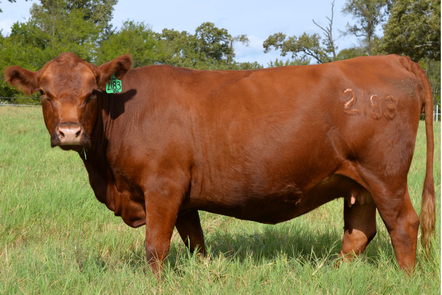 Registered South Poll Semi-Annual Online Auction – Thursday Oct 15th – Hoof & Hide LLC – Texas